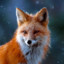 fox^