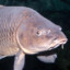 Carp Czar