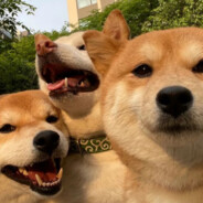 小手一指rap开始