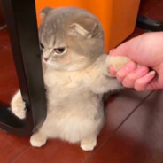 屎塔克