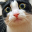 ILikeCatsCuzYes (F2P)