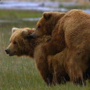 # PwndbearSs avatar