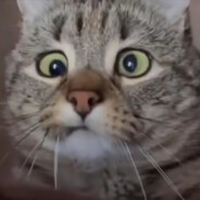 朴实无华的梨仔