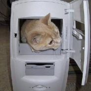 Dell_Gato - steam id 76561197971685082