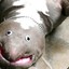 Shush I&#039;m a fish