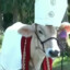 holy cow