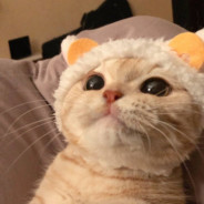 放假了文明也没过神标