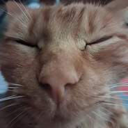 ANTOWKA(Cat's version)