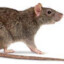 Diseased Rat
