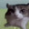 TimmyMakesButtons59