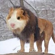 HamsterLejon