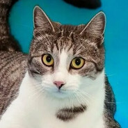 Русский Кот