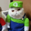 Luigi cat