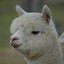 Alpaca