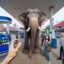 the gas station elephant