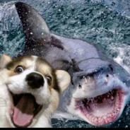 总有花儿开在角落