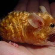 Боевая Мыша 2.0