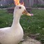 God Duck on fire