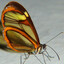 SCHMETTERLING