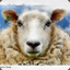Sheepling