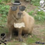 Gangsta Capybara