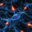 Nerve