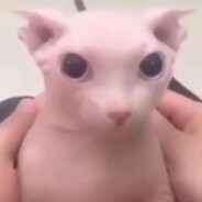 tinybingus