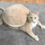 Turtle Cat with THUMBS!!