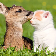 Handsome Deer