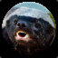 Honey Badger