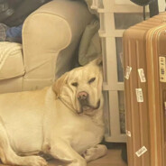 她说是二战炸黑的