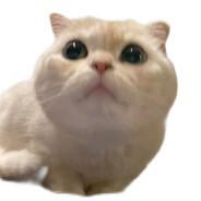 sam