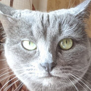 Rownie's avatar