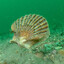 ScallopLover