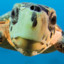 A Turtle