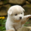 Don-