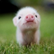 春光灿烂小五花