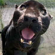 PANTHER