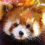 Red Panda