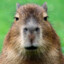 Capybara