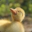 The Smugly Duckling