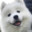 shoob (schizo)