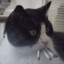 Smoking Cat