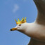 Royal Seagull