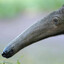 Eater of Ants