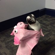 SchweinPenguin