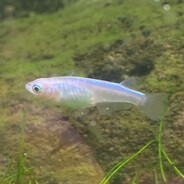 WaterFish #AFN