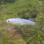 WaterFish #AFN