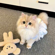 泡芙小猫Puffkten