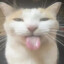 coolfoxygamer